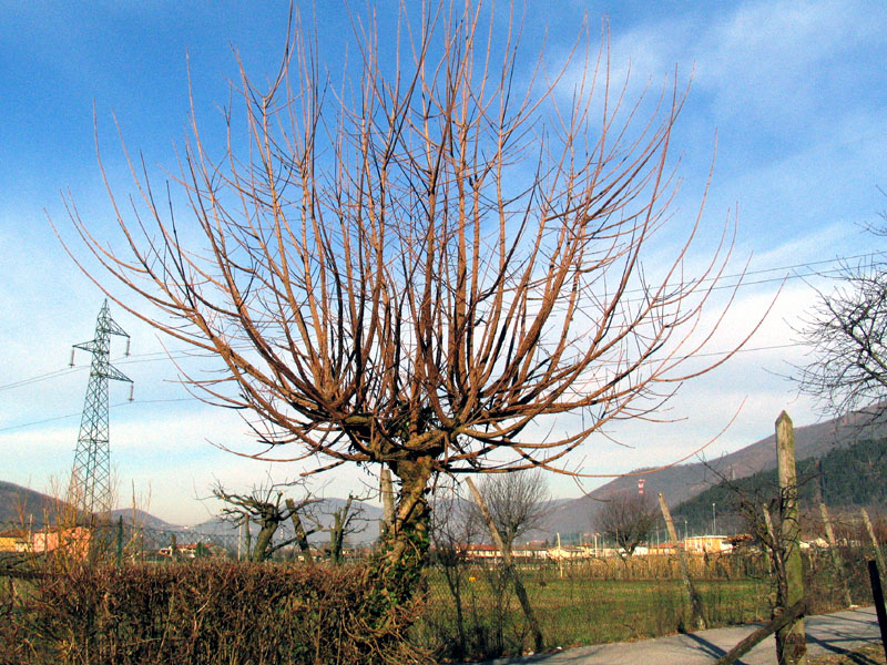 Differenze tra Acer campestre e Ulmus campestris